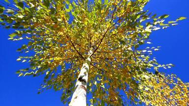 秋天树股票视频高密度脂蛋白视图树前秋天地面